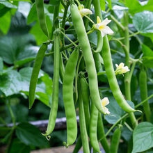 Green Bean Seeds - Verdseeds