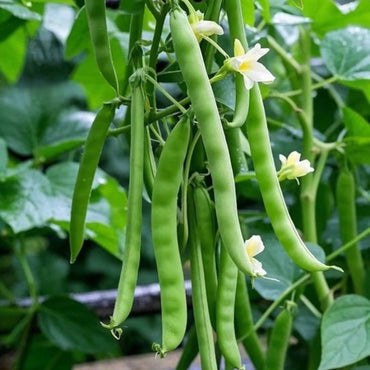 Green Bean Seeds - Verdseeds