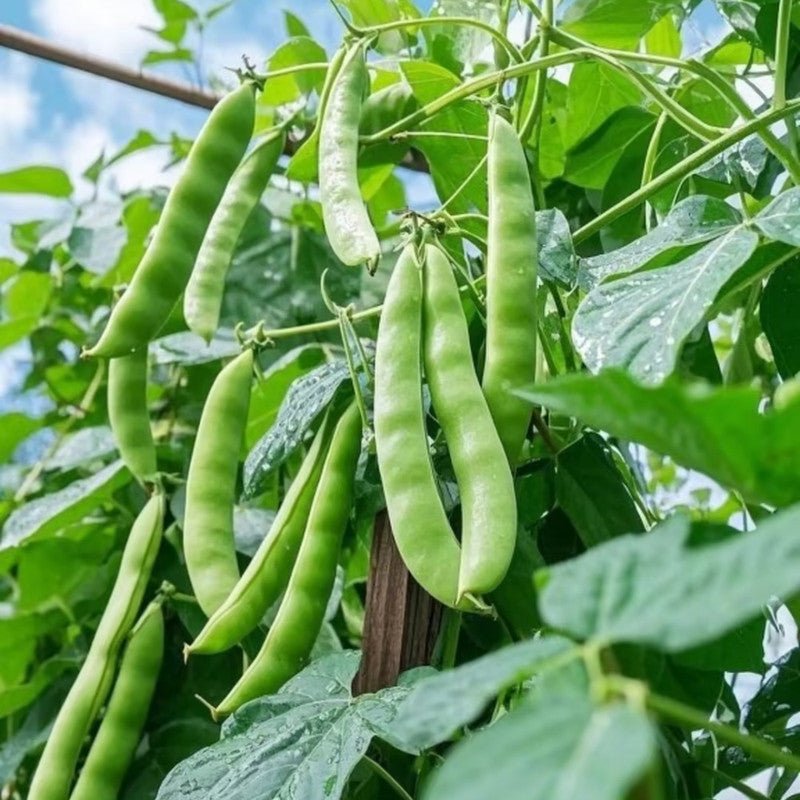 Green Bean Seeds - Verdseeds