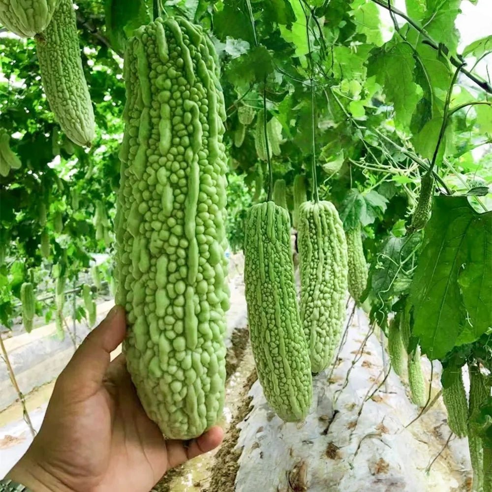 Green Bitter Melon Seeds - Verdseeds
