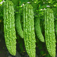 Green Bitter Melon Seeds - Verdseeds