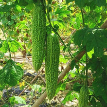 Green Bitter Melon Seeds - Verdseeds