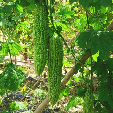 Green Bitter Melon Seeds - Verdseeds