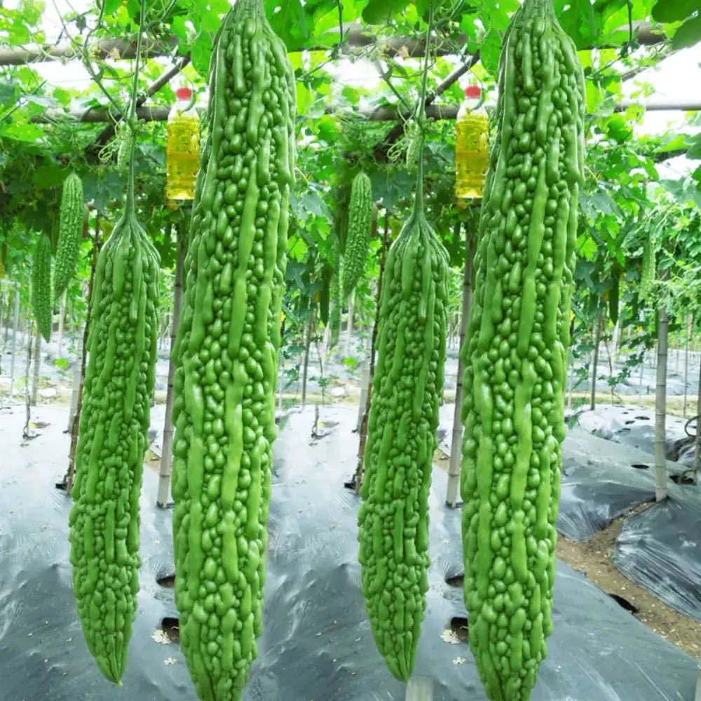 Green Bitter Melon Seeds - Verdseeds
