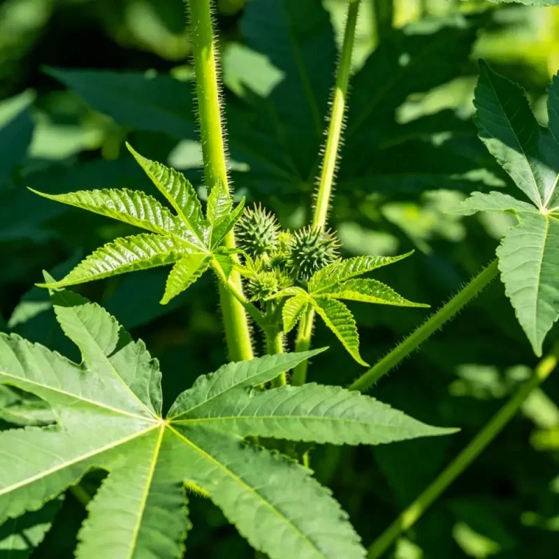 Green Castor Bean Seeds - Verdseeds