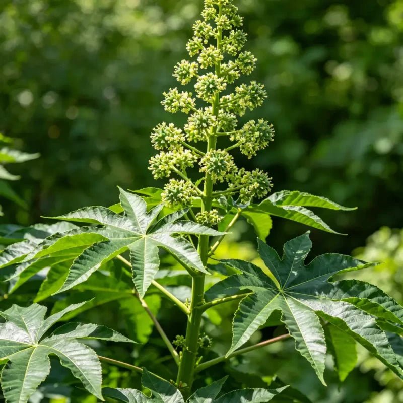 Green Castor Bean Seeds - Verdseeds