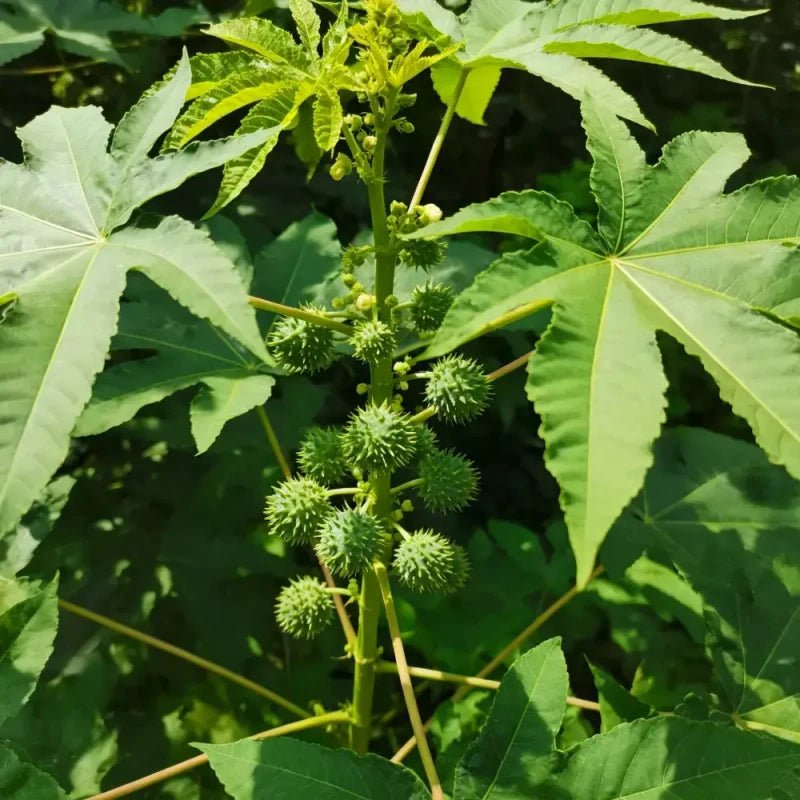 Green Castor Bean Seeds - Verdseeds