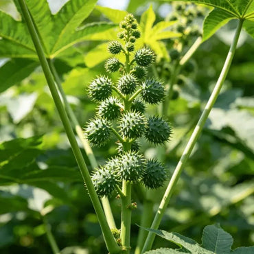 Green Castor Bean Seeds - Verdseeds