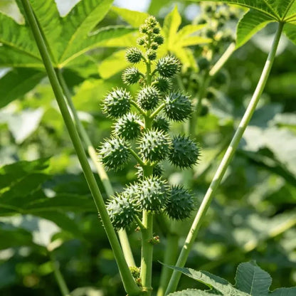 Green Castor Bean Seeds - Verdseeds