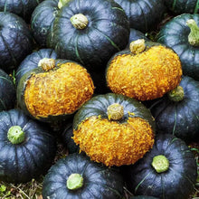 Green Chestnut Pumpkin Seeds - Verdseeds