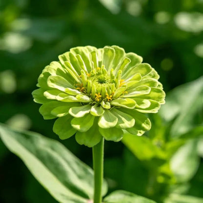 Green Cornflower Seeds - Verdseeds
