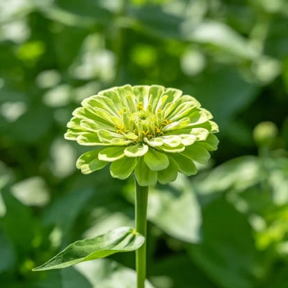 Green Cornflower Seeds - Verdseeds