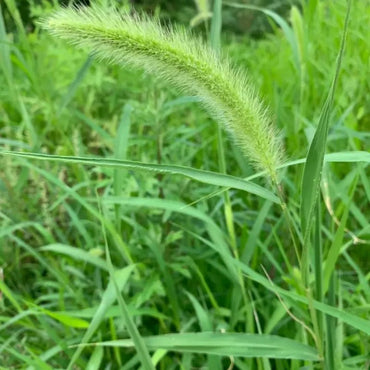 Green Foxtail Seeds - Verdseeds