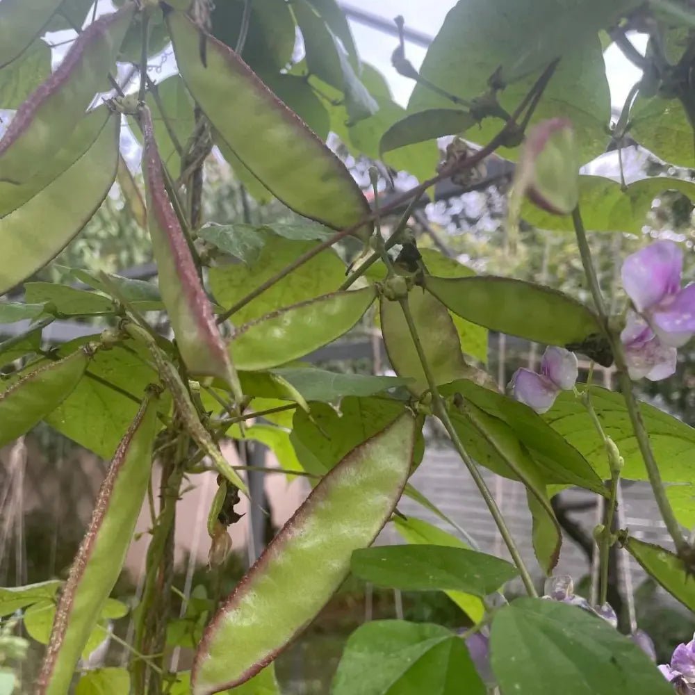 Green Hyacinth Bean Seeds - Verdseeds