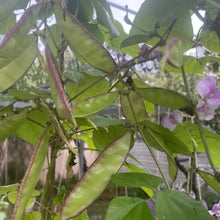 Green Hyacinth Bean Seeds - Verdseeds