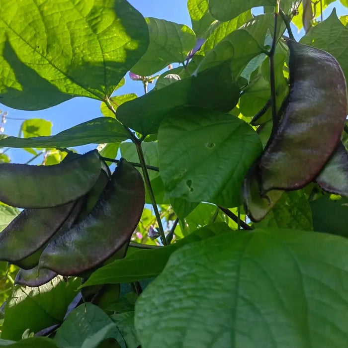 Green Hyacinth Bean Seeds - Verdseeds
