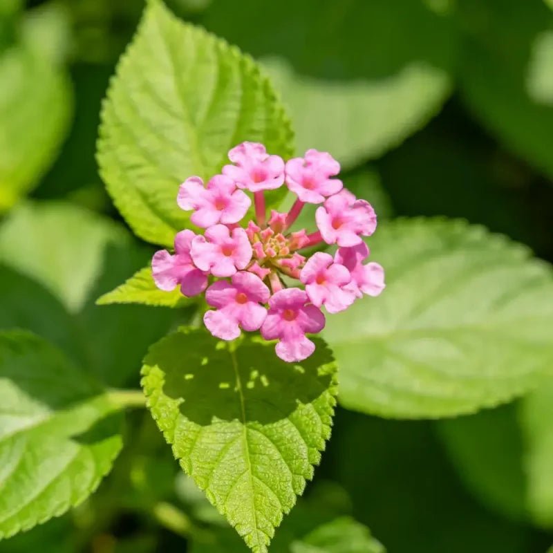 Green Leaves Pink Flowers Wax Begonia Seeds - Verdseeds