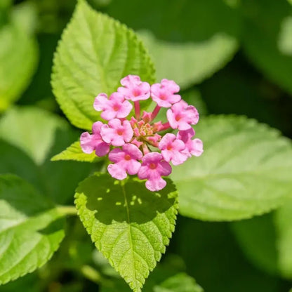 Green Leaves Pink Flowers Wax Begonia Seeds - Verdseeds
