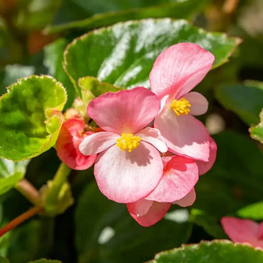 Green Leaves Pink Flowers Wax Begonia Seeds - Verdseeds