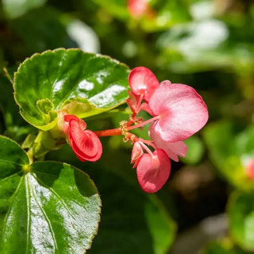 Green Leaves Red Flowers Wax Begonia Seeds - Verdseeds
