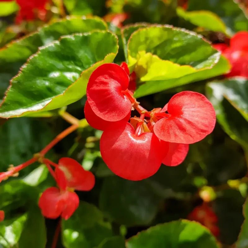 Green Leaves Red Flowers Wax Begonia Seeds - Verdseeds