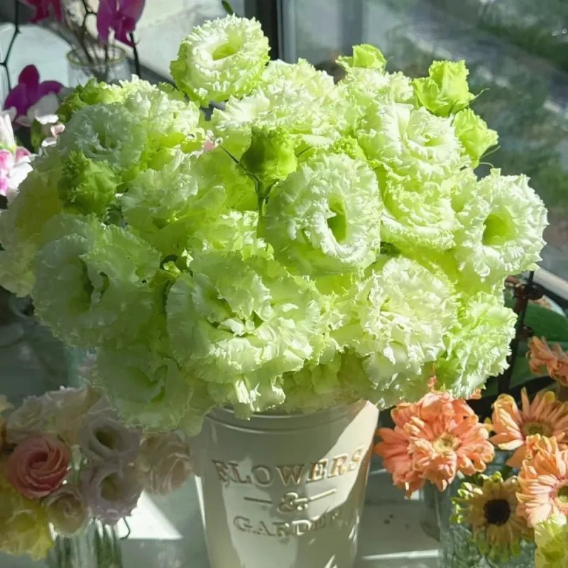 Green Lisianthus Seeds - Verdseeds