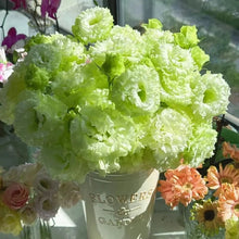 Green Lisianthus Seeds - Verdseeds