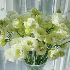 Green Lisianthus Seeds - Verdseeds