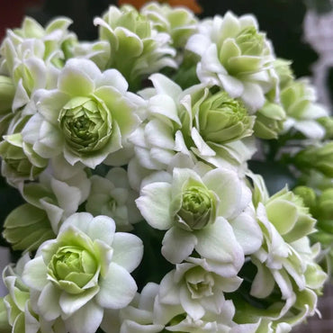 Green Paris Kalanchoe Seeds - Verdseeds