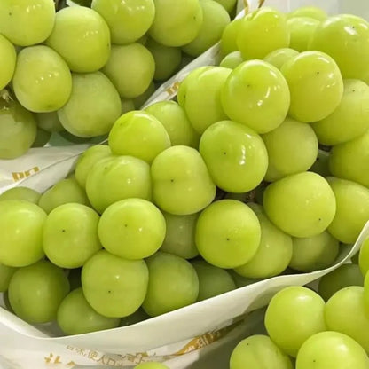 Green Seedless Grape Seeds - Verdseeds