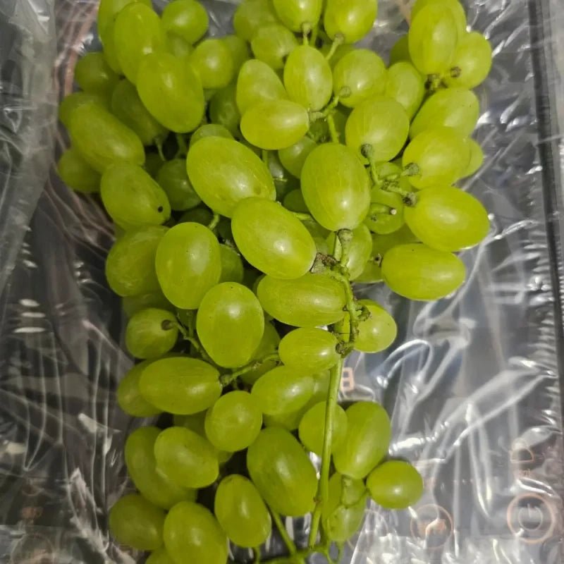 Green Seedless Grape Seeds - Verdseeds