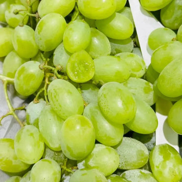 Green Seedless Grape Seeds - Verdseeds