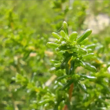 Green Spiky Hare's Tail Grass Seeds - Verdseeds
