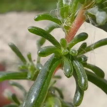 Green Spiky Hare's Tail Grass Seeds - Verdseeds