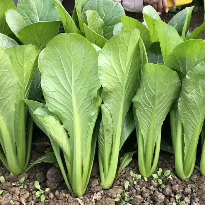 Green Stem Bok Choy Seeds - Verdseeds