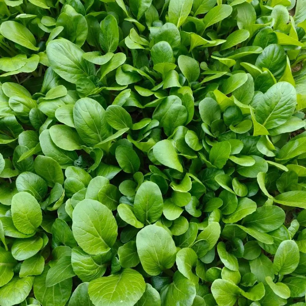 Green Stem Bok Choy Seeds - Verdseeds