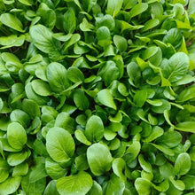 Green Stem Bok Choy Seeds - Verdseeds