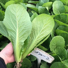 Green Stem Bok Choy Seeds - Verdseeds