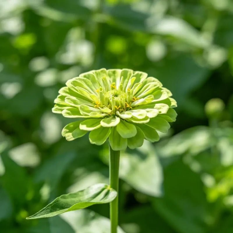 Green Zinnia Seeds - Verdseeds