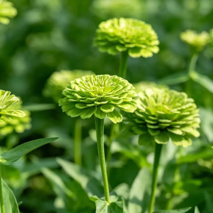 Green Zinnia Seeds - Verdseeds