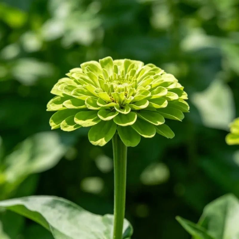 Green Zinnia Seeds - Verdseeds