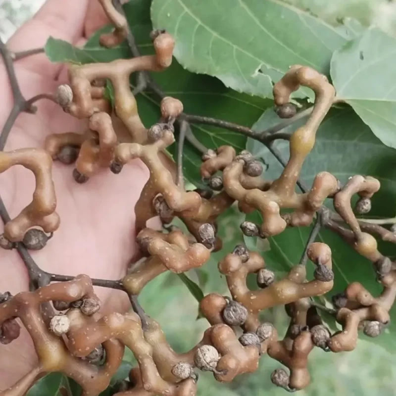 Japanese Raisin Tree Seeds