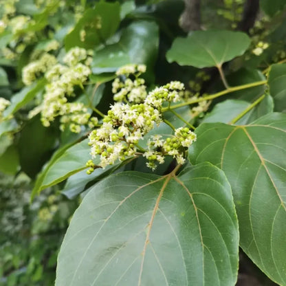 Japanese Raisin Tree Seeds
