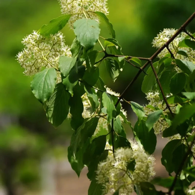 Glossy Dogwood Seeds