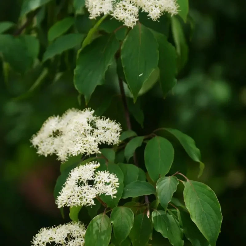Glossy Dogwood Seeds