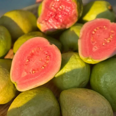Guava Seeds - Verdseeds