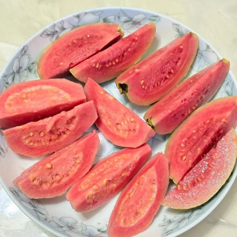 Guava Seeds - Verdseeds