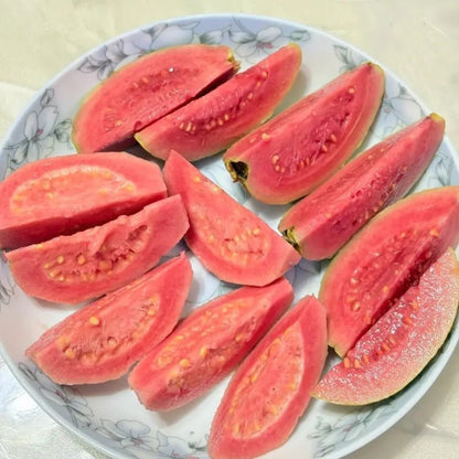 Guava Seeds - Verdseeds