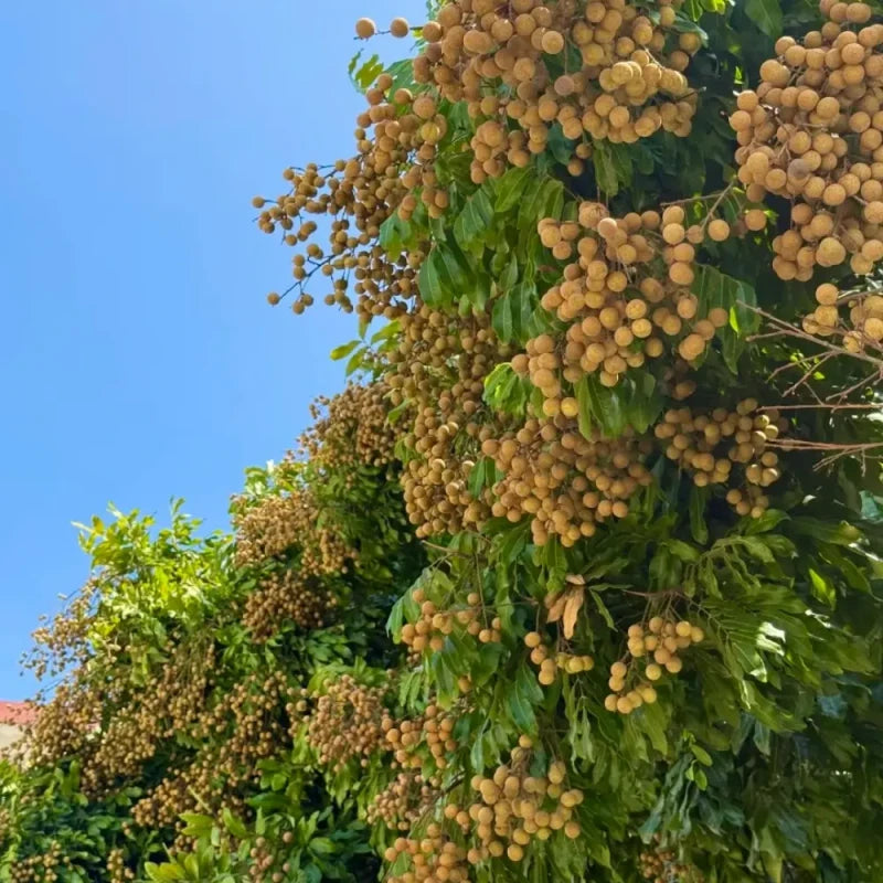 Longan Seeds