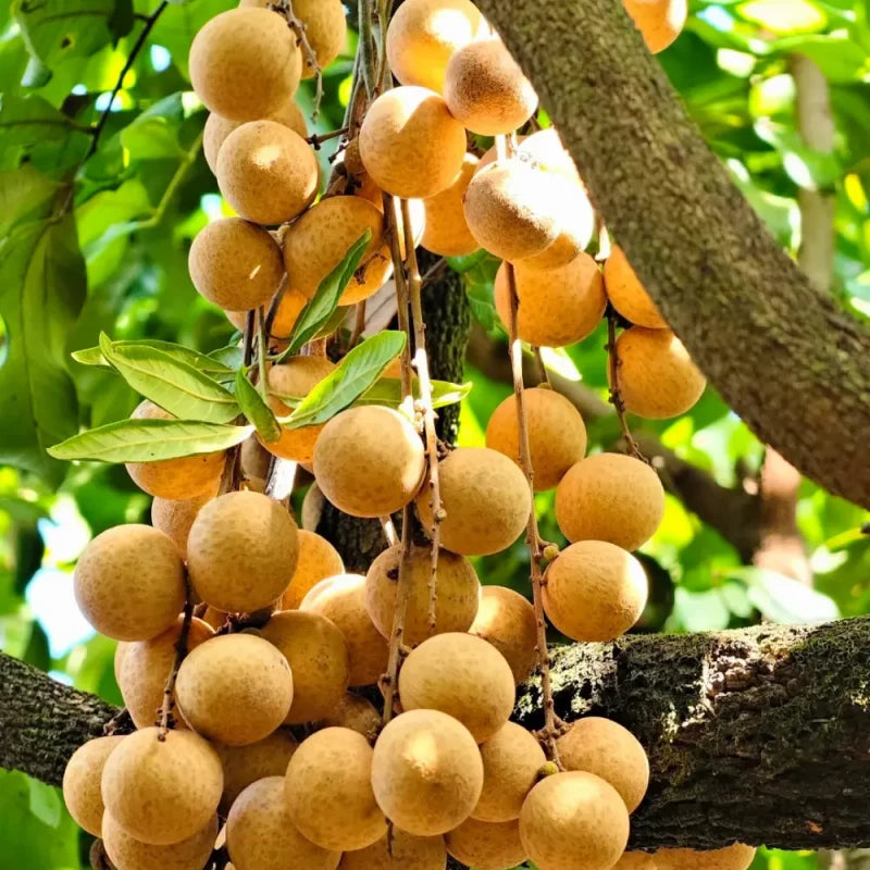 Longan Seeds